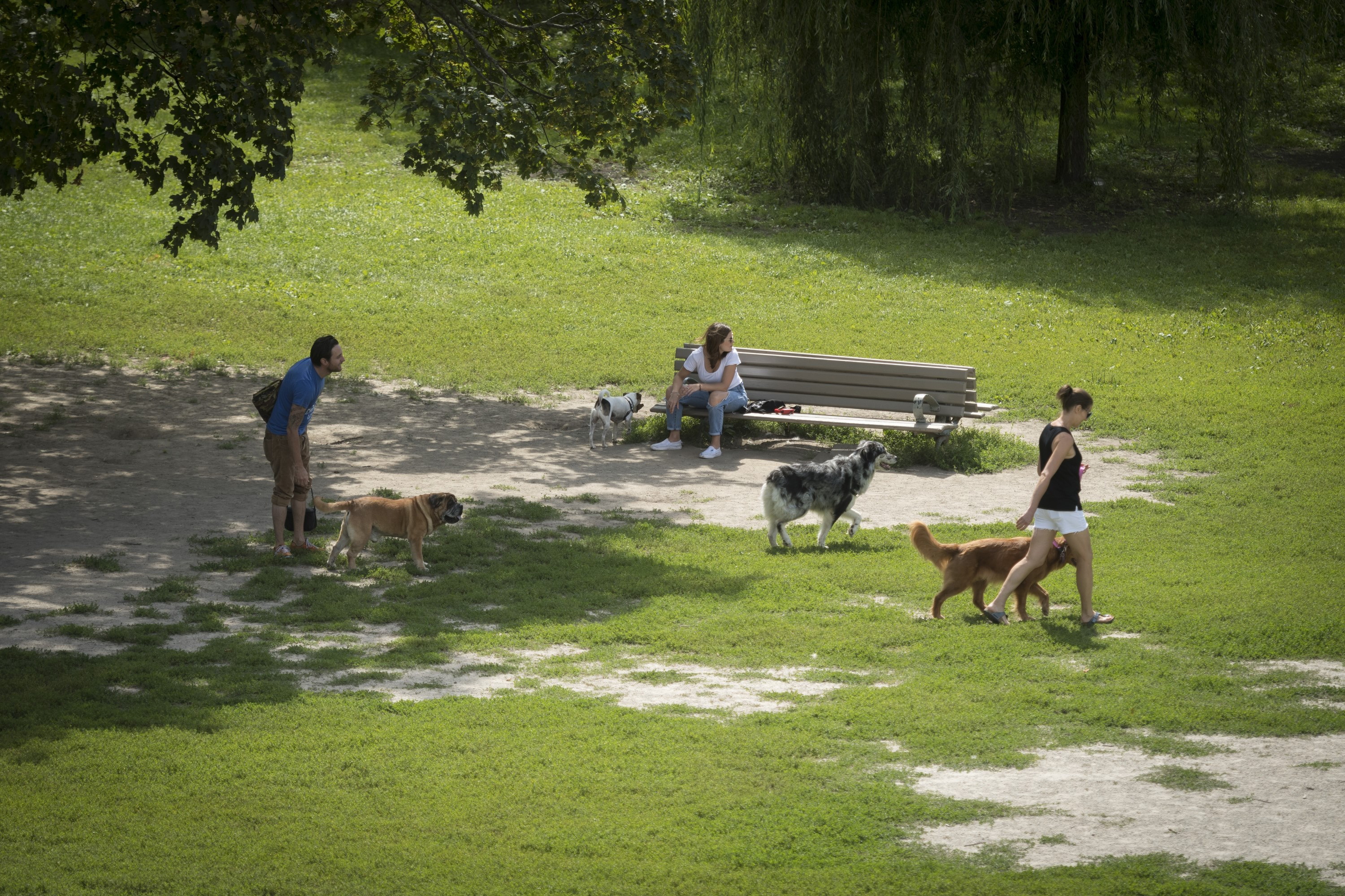 Собствениците на опасни кучета в Торонто ще имат нови правила