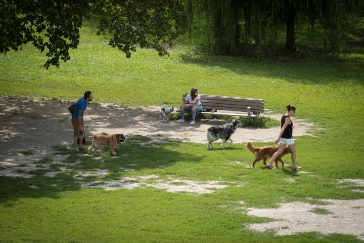 Toronto unveils new dangerous dog rules. Here’s what to expect