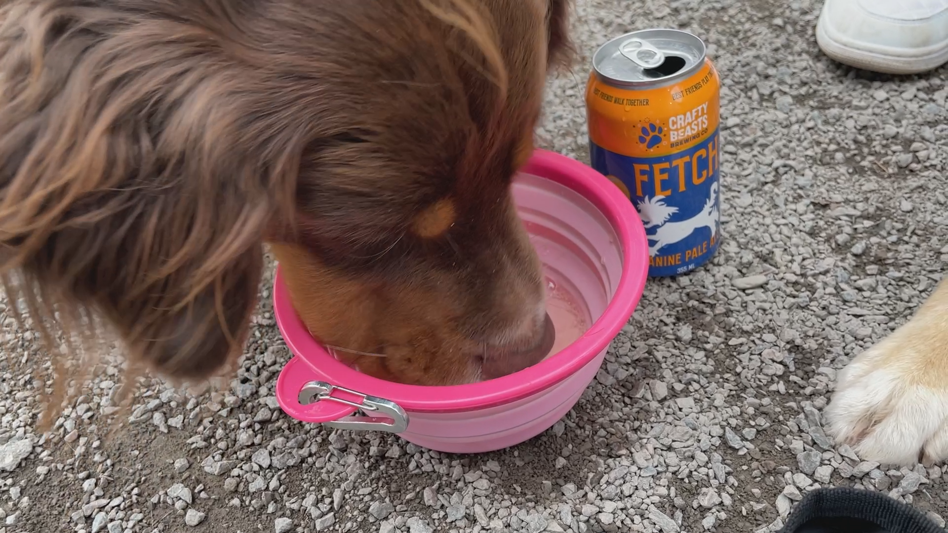 Company launches non-alcoholic beer for dogs, canines ‘crack a cold one’