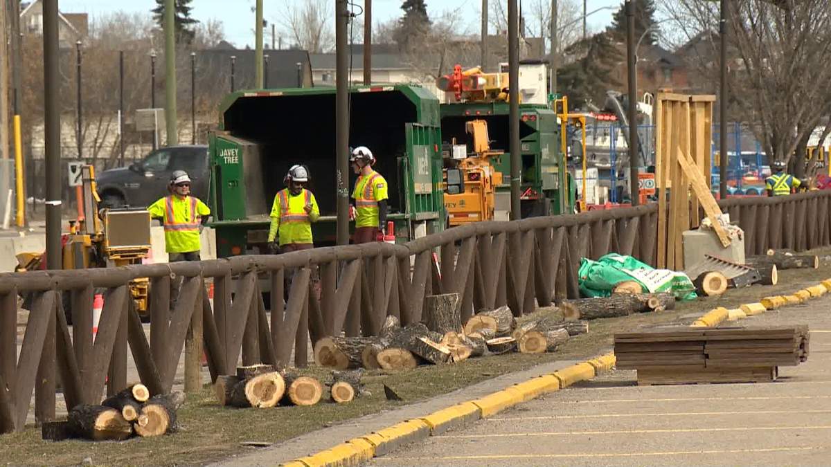 On monday Calgary's much beloved Stampede elm tree was reduced to a pile of logs and woodchips.