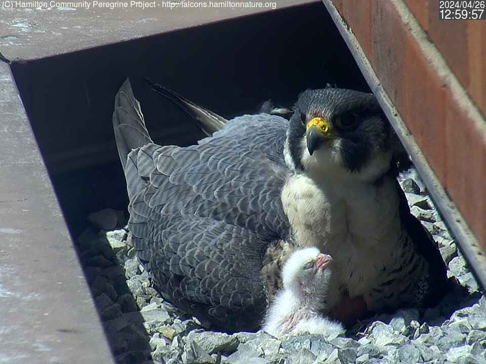 Photo of a peregrine falcon with offspring on April 26, 2024.