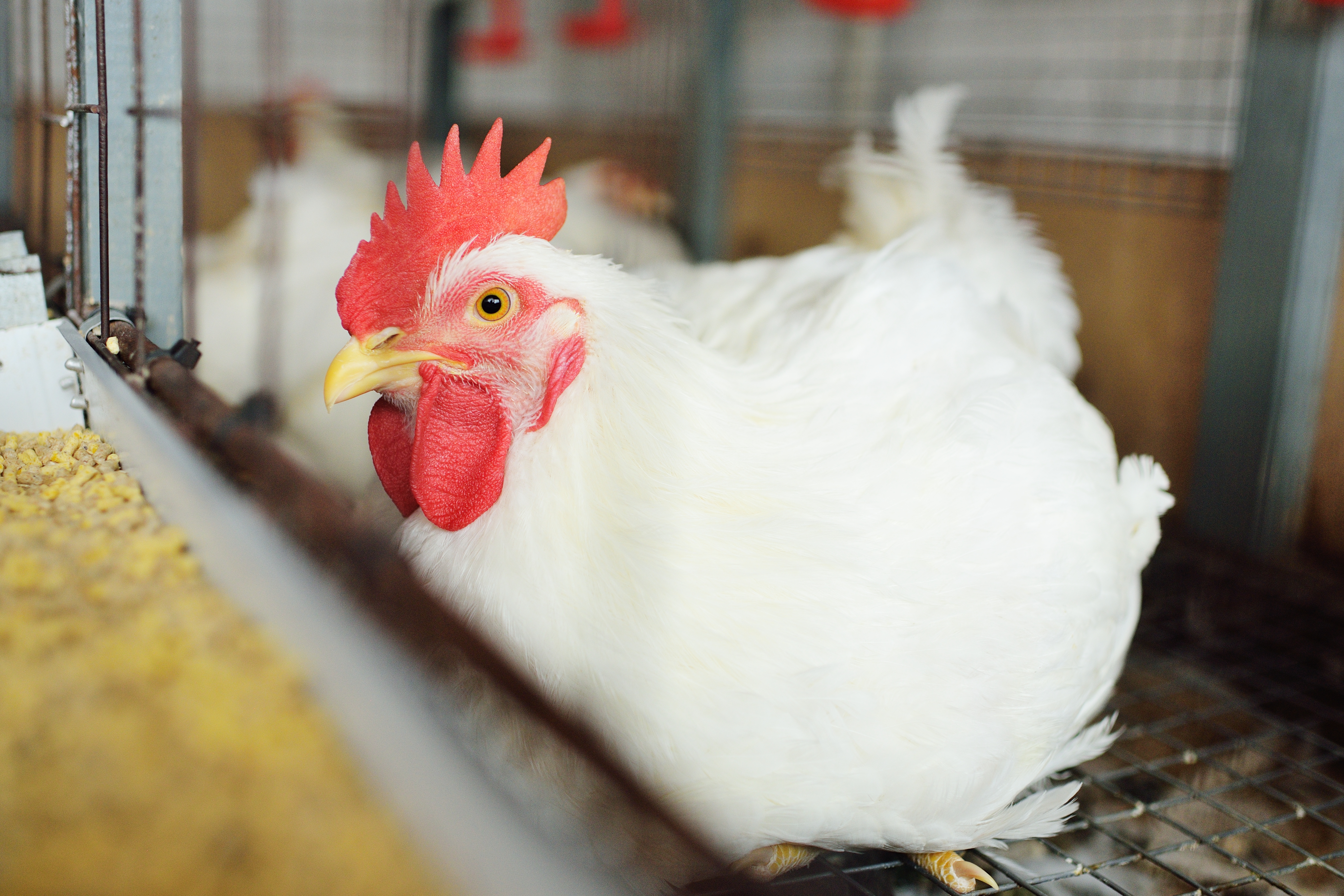 Bird flu risks: What to know as the ‘versatile’ virus continues to spread