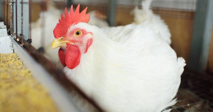Смъртоносният птичи грип H5N1 продължава да се разпространява в световен