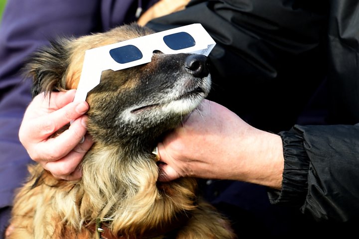 Solar eclipse and your pet: How to keep your furry friend safe