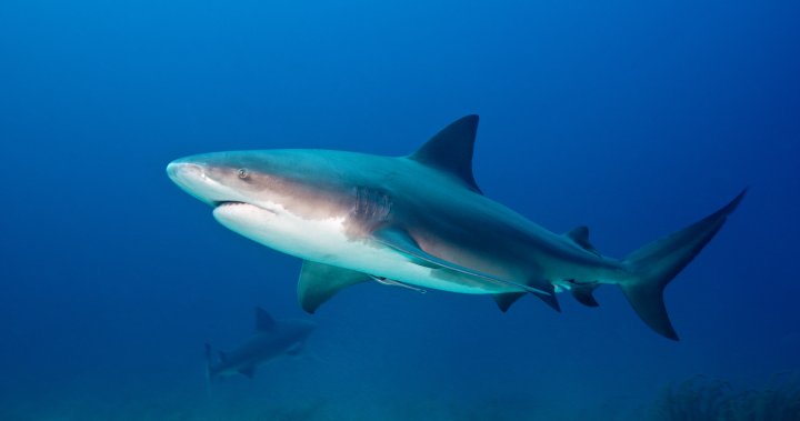 Friends ‘fight off’ shark after it attacks man in Tobago