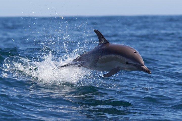 Dolphin washes up on beach with bullets lodged in spine, heart and brain