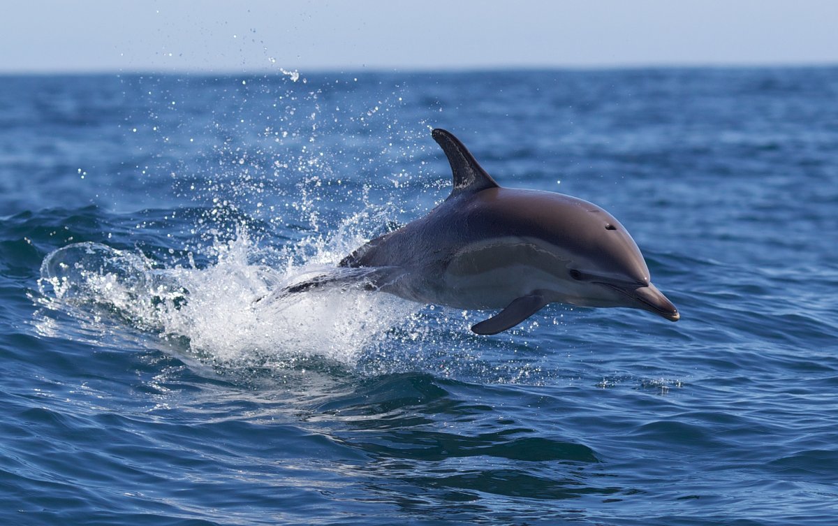 A bottlenose dolphin leaping from the water.