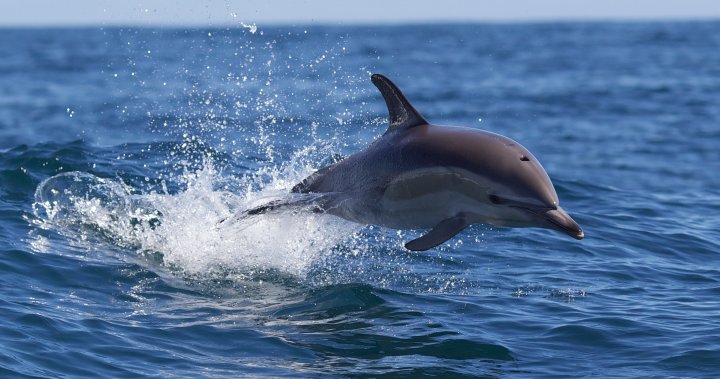 Делфин е изхвърлен на плажа с куршуми, забити в гръбначния стълб, сърцето и мозъка