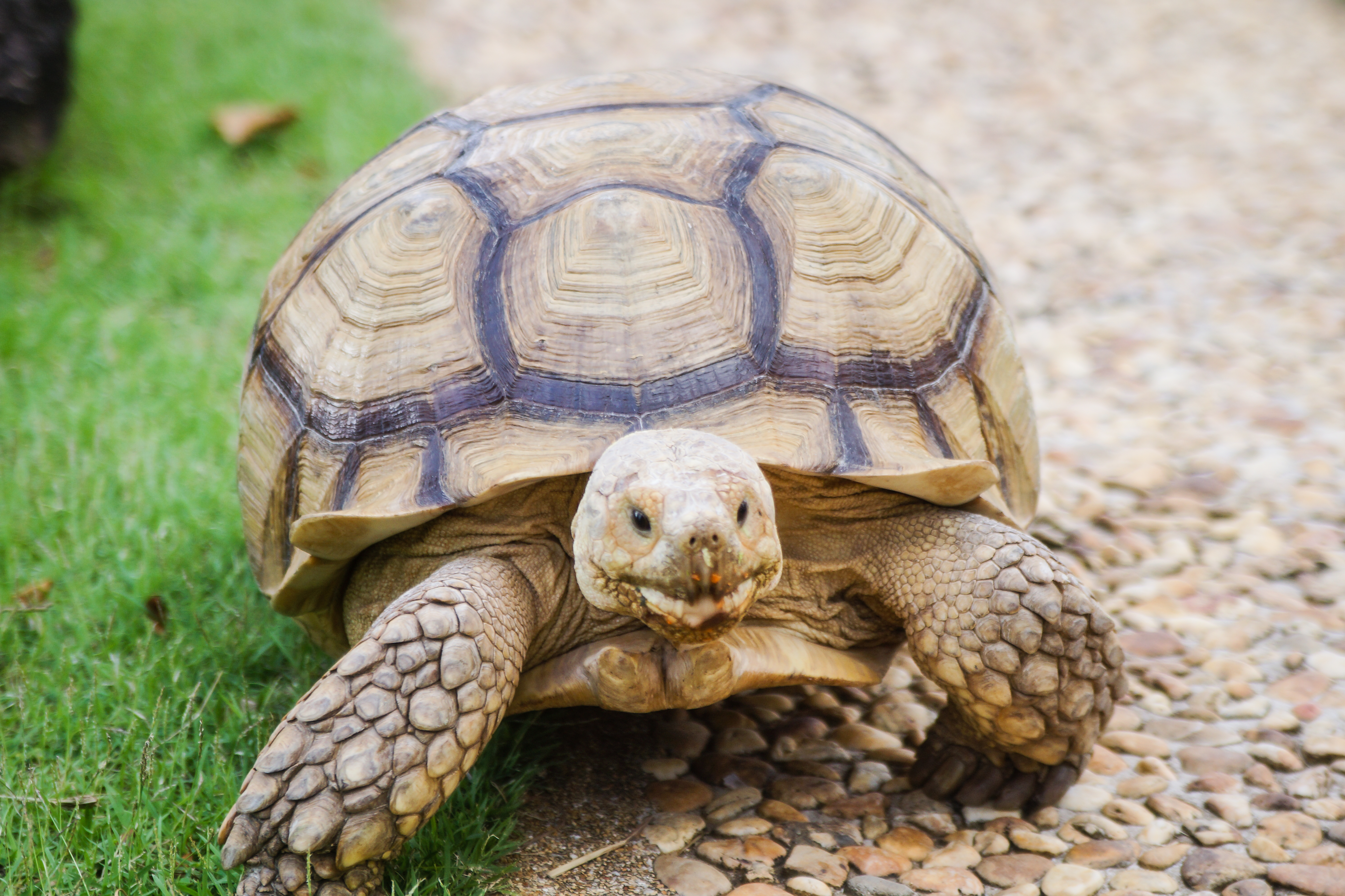 Полицията казва че голяма щракаща костенурка намерена увита в найлон