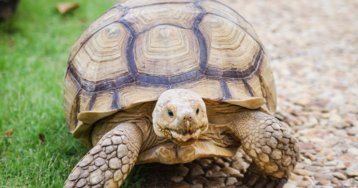Полицията казва че голяма щракаща костенурка намерена увита в найлон