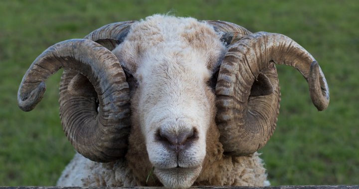 Агресивна овца беше застреляна и убита, след като беше определено,