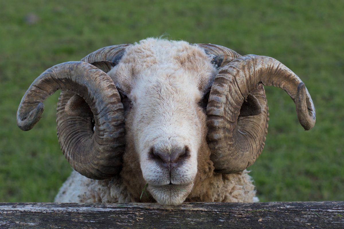 New Zealand police confirmed a ram, similar to the one pictured, was shot after officers were called to a property where two elderly people were found dead.