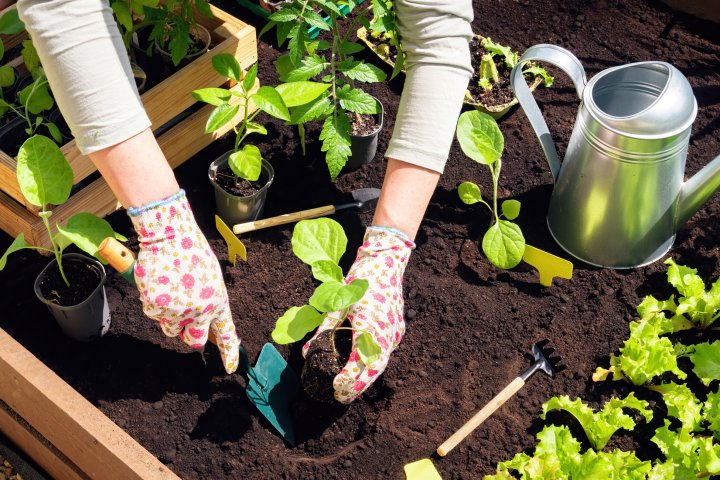 The best time to start planting your garden this spring