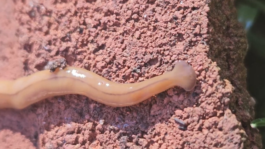 Gardeners need to watch out for these 2 worms in Ontario. Here’s why