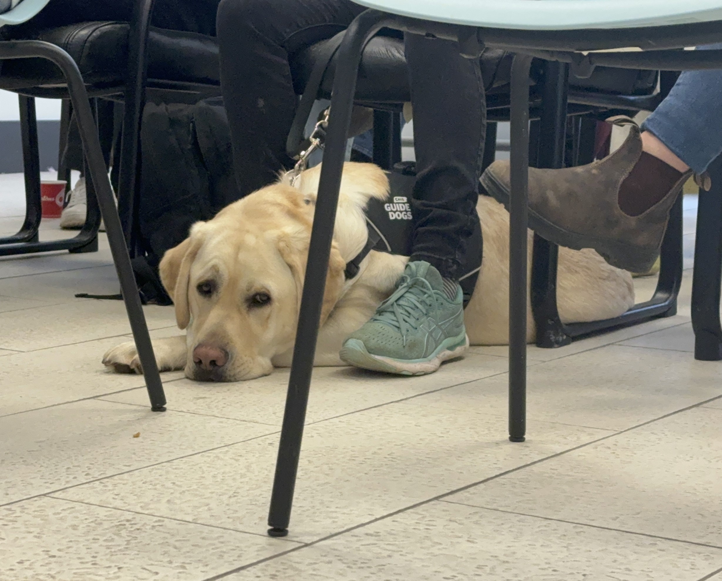 Група трудолюбиви кученца отпразнува крайъгълен камък в офиса на Канадския