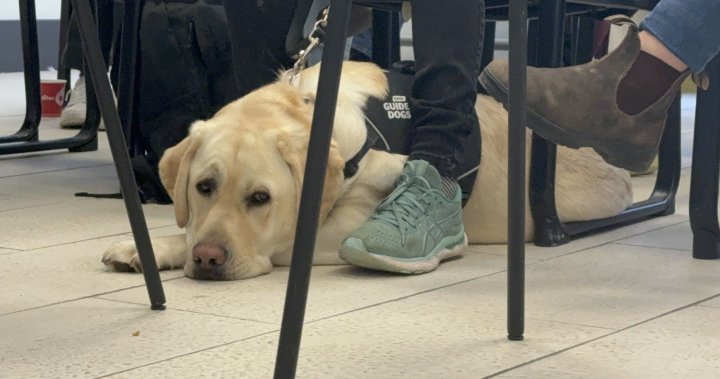 Завършилите кучета водачи водят пътя за собствениците на домашни любимци с увредено зрение в Халифакс