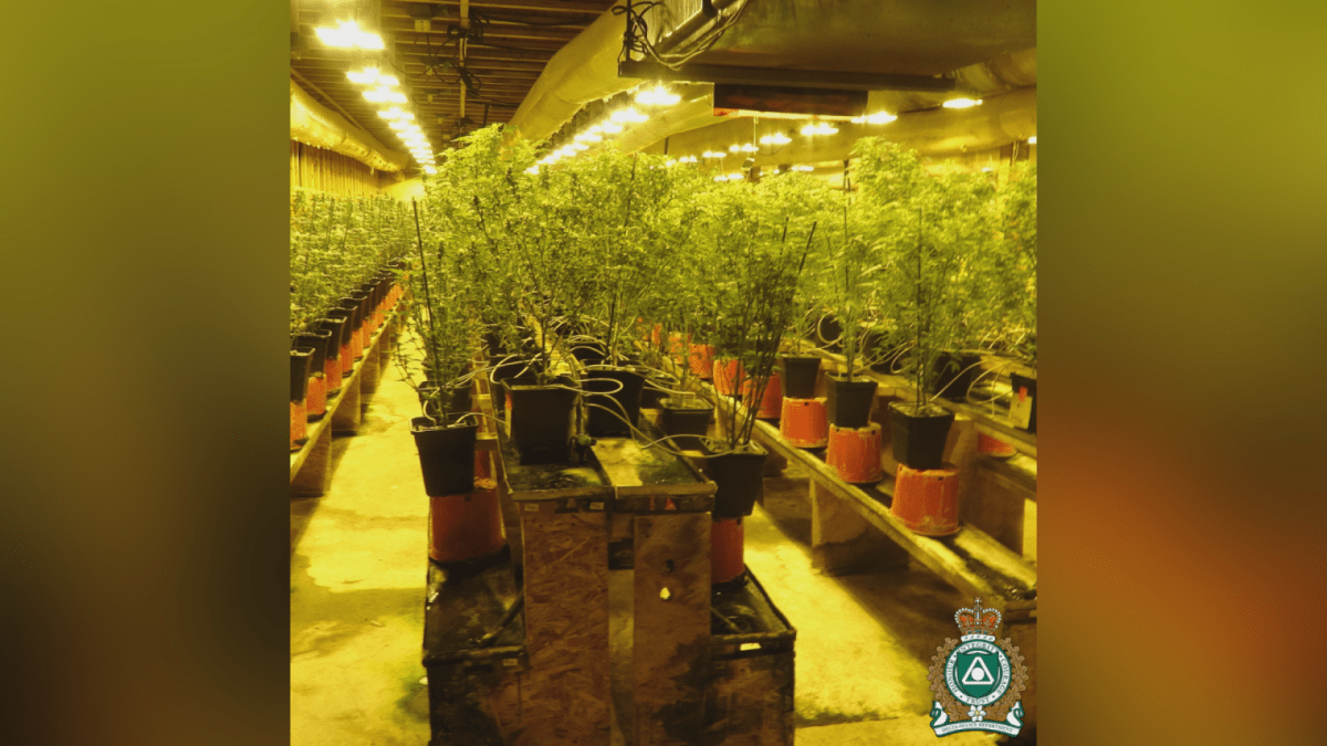 A photo of the illegal cannabis grow operation found by Delta police.
