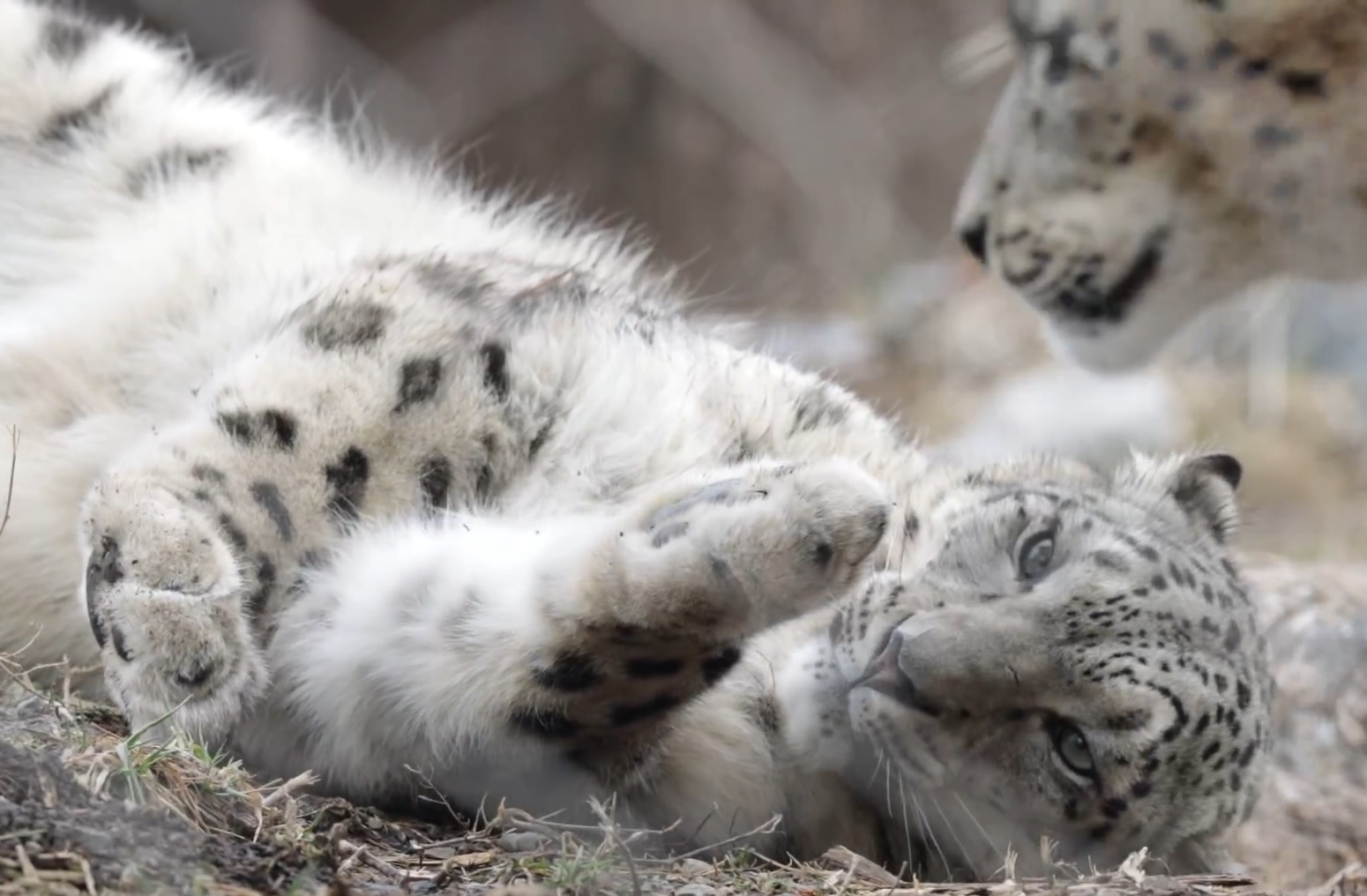 Meet the ‘snowballs’: Snow leopard at Toronto Zoo gives birth to 2 cubs