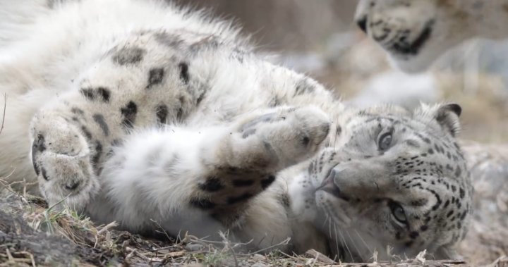 Джита почти тригодишен снежен леопард в зоологическата градина в Торонто