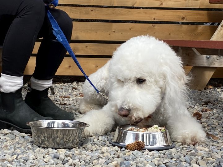 Тази пролет носи изненадващо ново меню в един пъб с