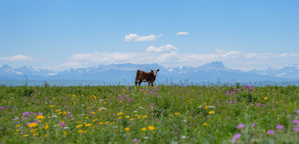 Споразумение за защита на обширно ранчо в Южна Алберта от