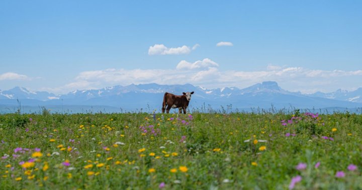 Споразумение за защита на обширно ранчо в Южна Алберта от