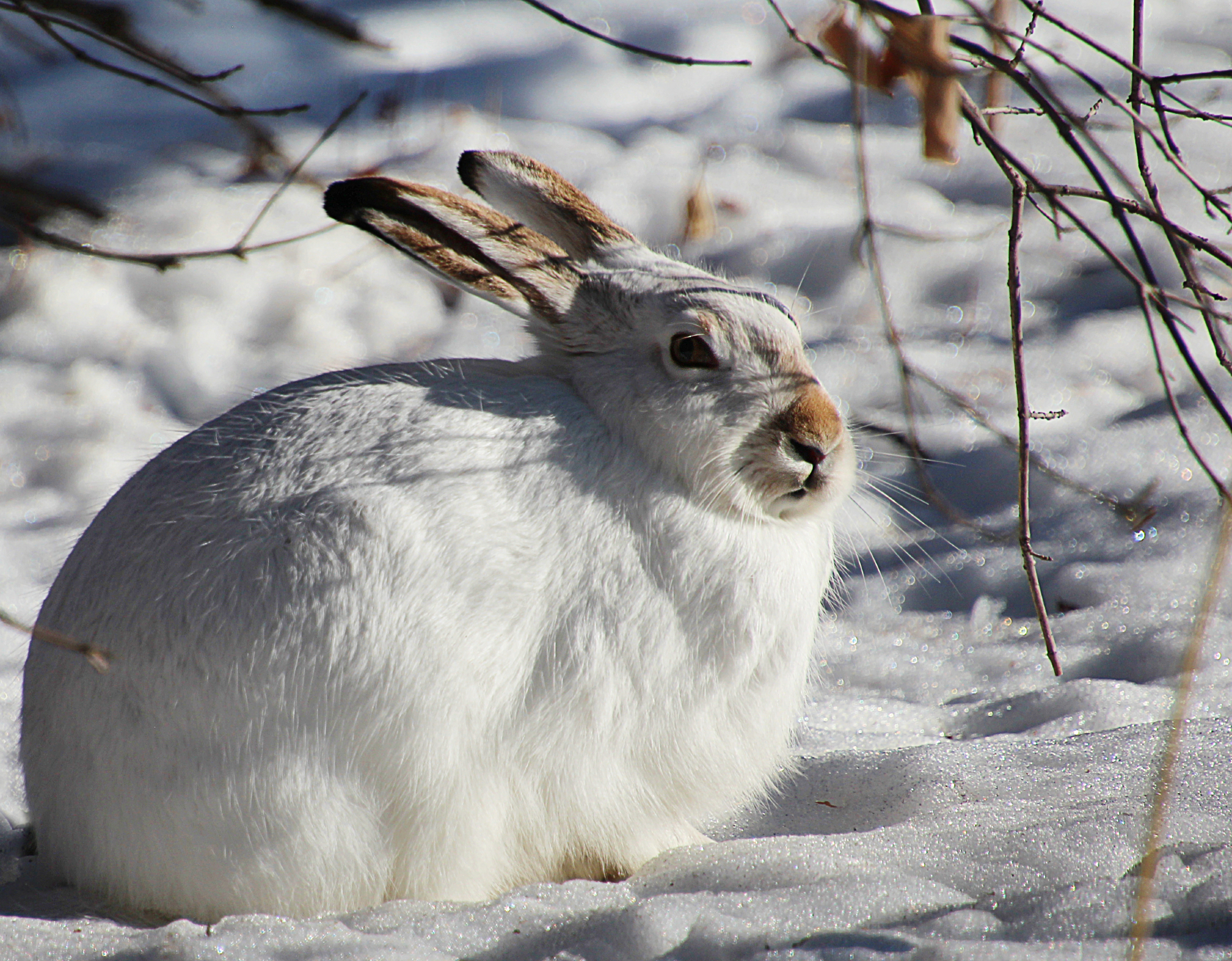 Снегът се топи и идва пролетта а нови снимки направени