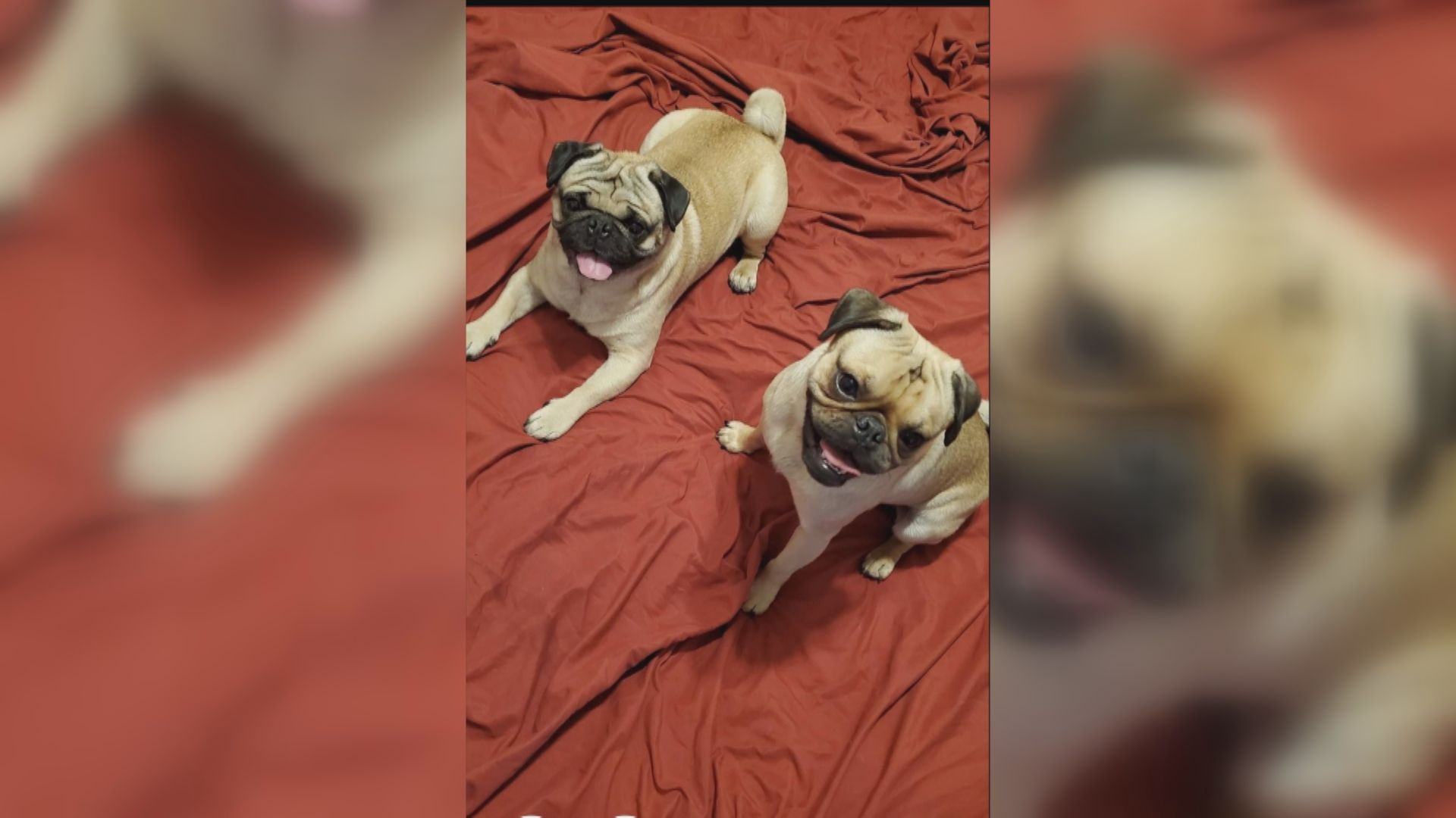 Taber man claims pair of pugs stolen