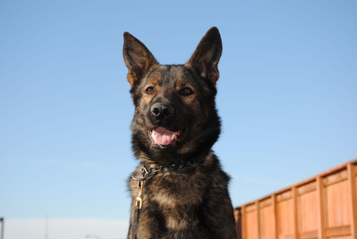 Police Service Dog, Mack, who helped nab a man who is now behind bars and facing several charges, including attempted murder.