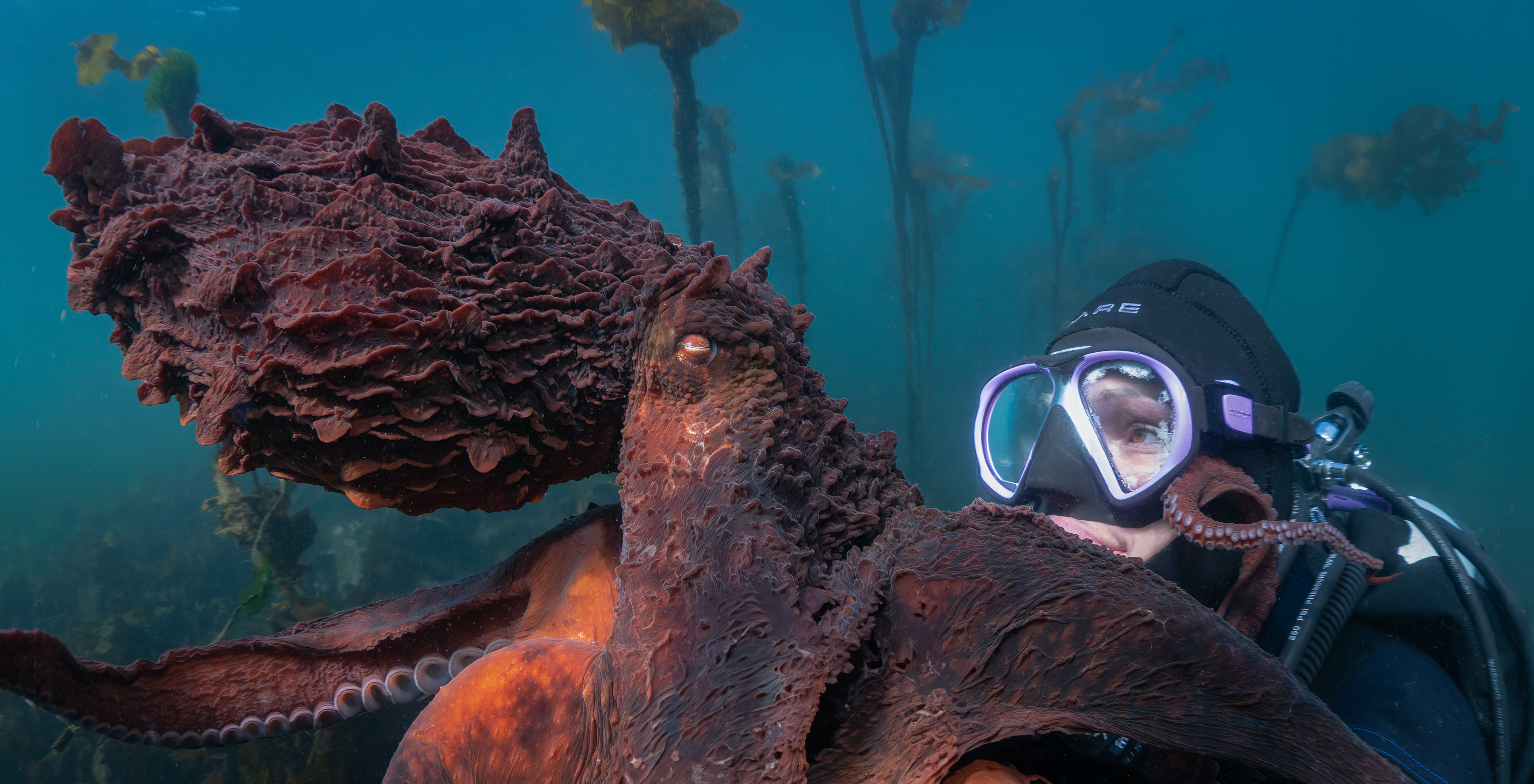 B.C. ‘octopus whisperer,’ cinematographer featured in National Geographic series