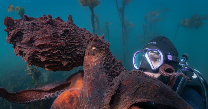 пр.н.е. „шепот на октопод“, оператор, включен в поредицата на National Geographic