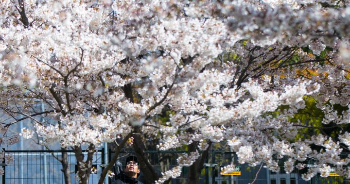 Toronto Cherry Blossom Bloom ‘on Schedule.’ When To Expect Them At High ...