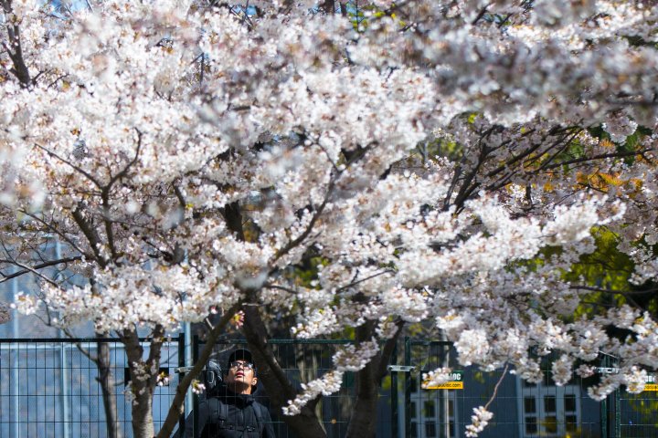 Toronto cherry blossom bloom ‘on schedule.’ When to expect them at High Park