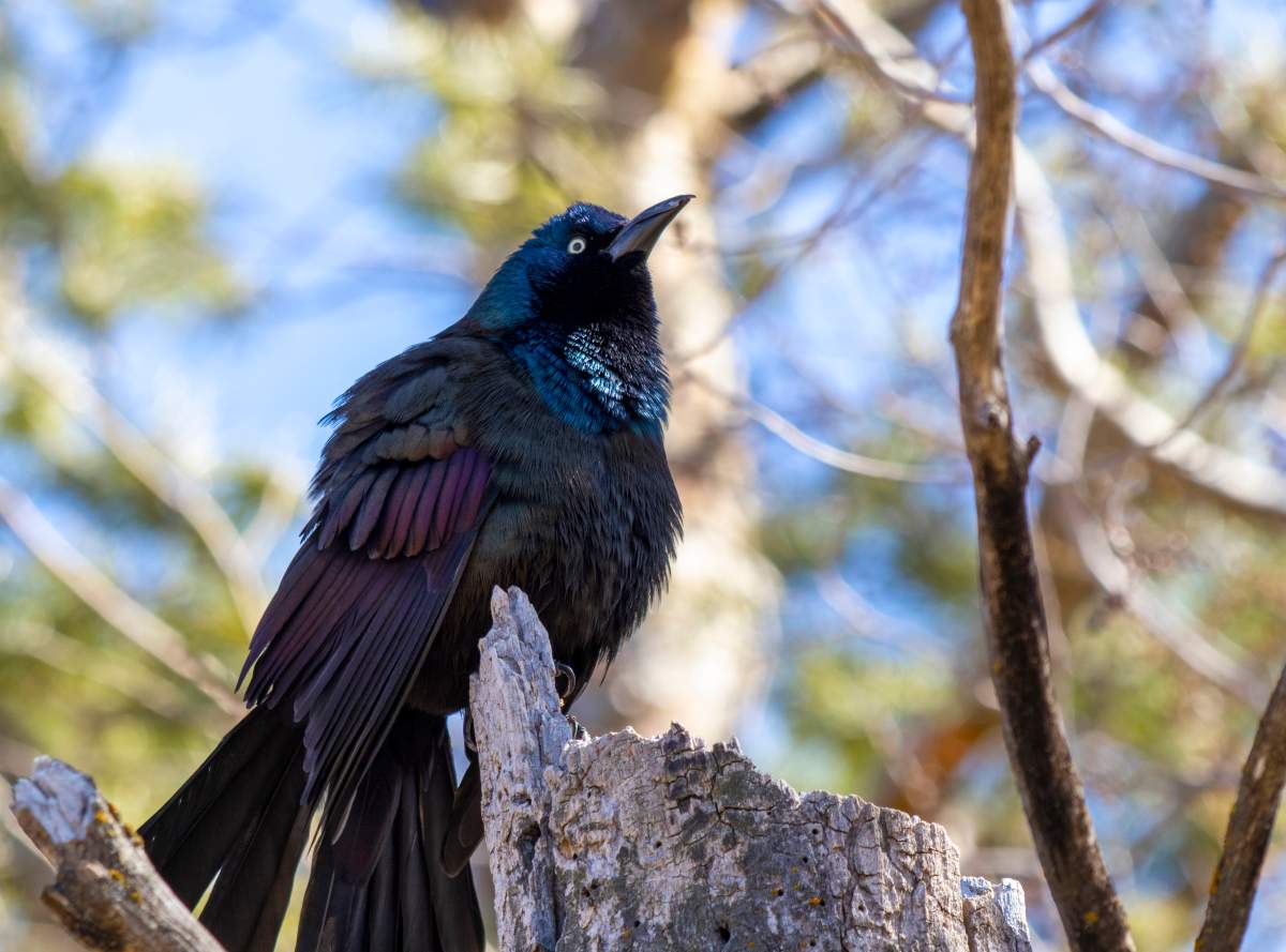 The Your Saskatchewan photo of the day for April 30 was taken by Cathy Wall of a Northern Common Grackle in Regina.