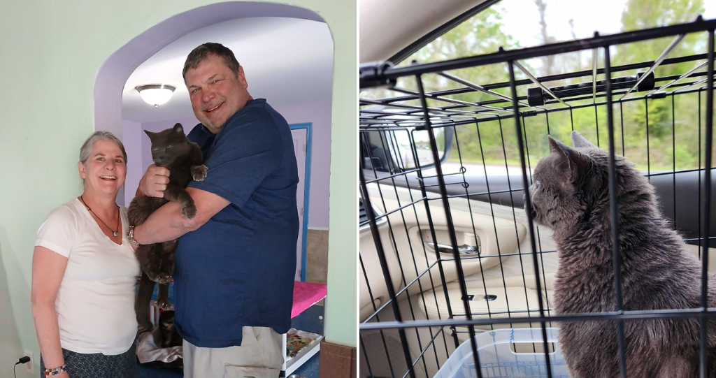Missing cat found after 5 years makes 2,000-km journey home - National - Vimarsana News