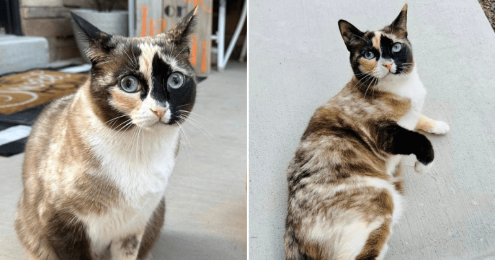 Изчезнала котка е намерена от складов работник на Amazon, след
