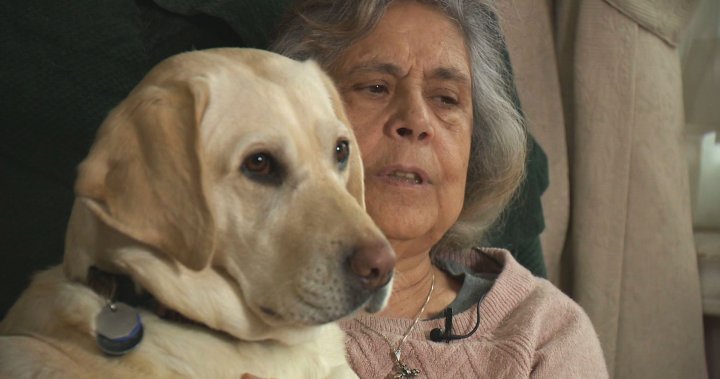 „Адски боли“: B.C. сляпа жена казва, че такси е отказало услугата й поради нейното куче водач