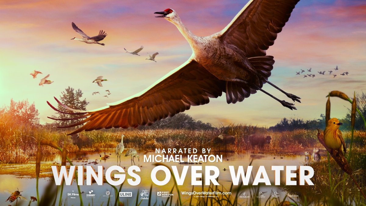 Wings over Water screening - image