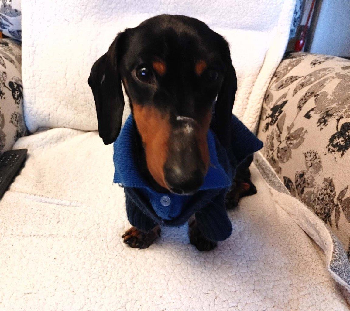 Wilfred, as named by BC SPCA staff, was emaciated, dehydrated, anemic and had a puncture through his upper lip as well as scars on his nose.