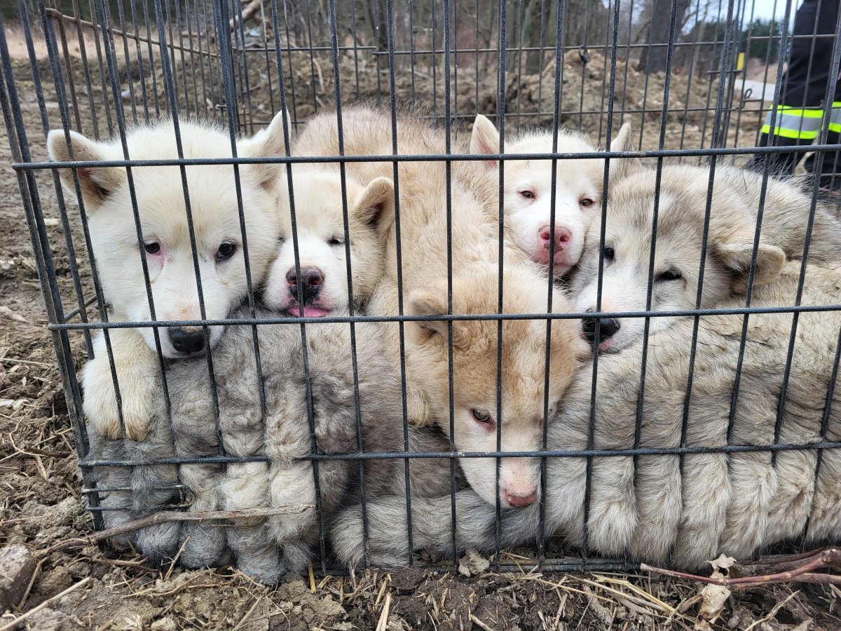 York Regional Police is seeking witnesses after six puppies were left abandoned at the side of the road in the Township of King.