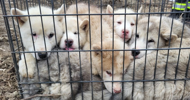 6 кученца, открити изоставени в телена клетка край пътя в регион Йорк