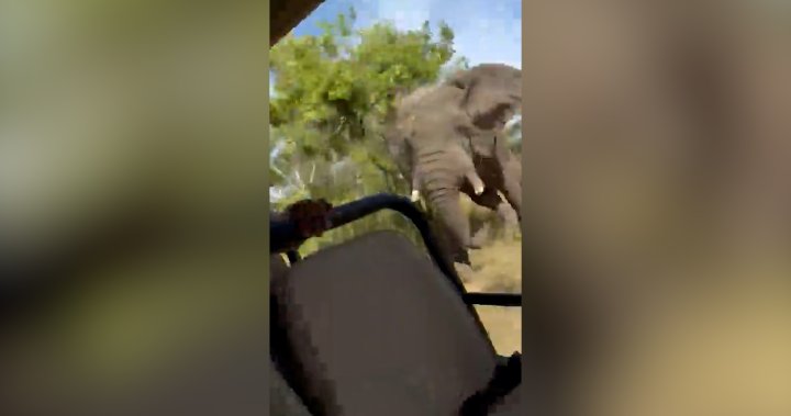 Нападащ слон уби 79-годишен американски турист по време на сафари в Замбия