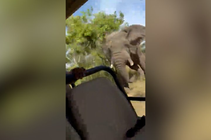 Charging elephant kills 79-year-old American tourist on Zambian safari