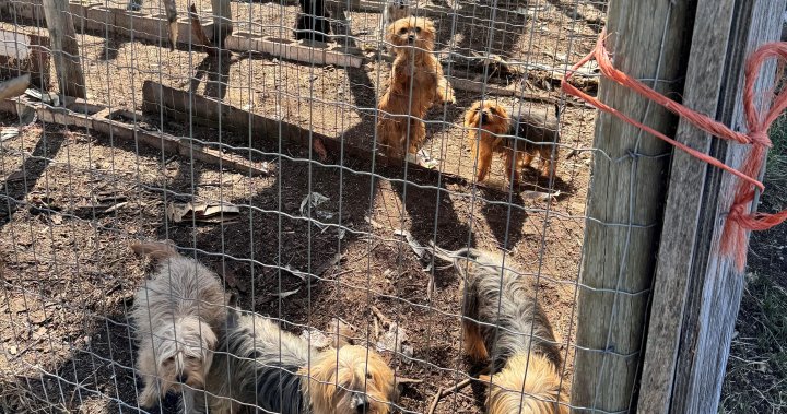 82 животни в беда, иззети от собственост в южна Алберта: Alberta SPCA