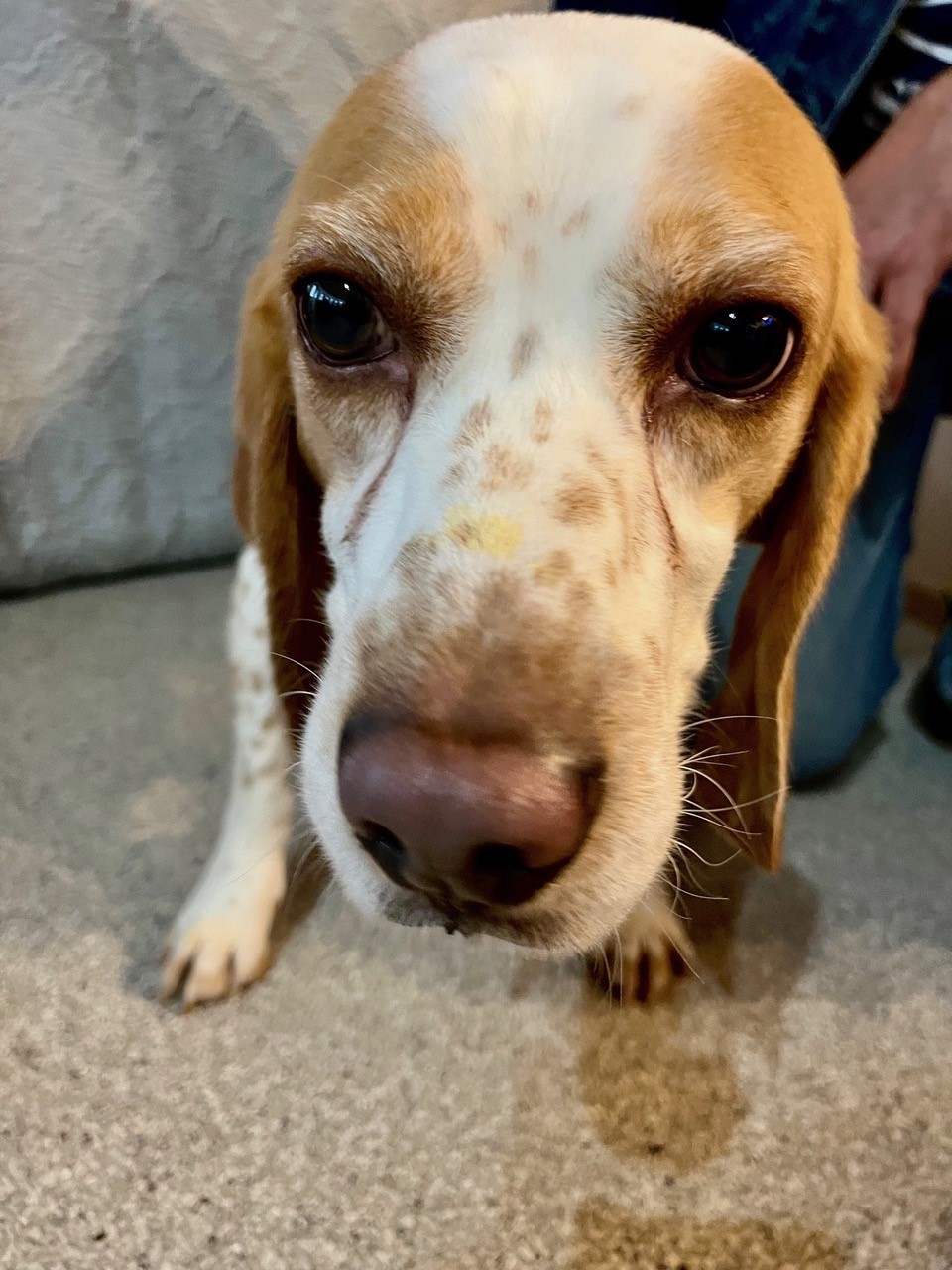 Beagles rescued from medical testing start new lives in B.C.: ‘It’s a special moment’