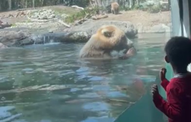 Kids watch in shock as bear devours ducklings, one by one, at Seattle zoo