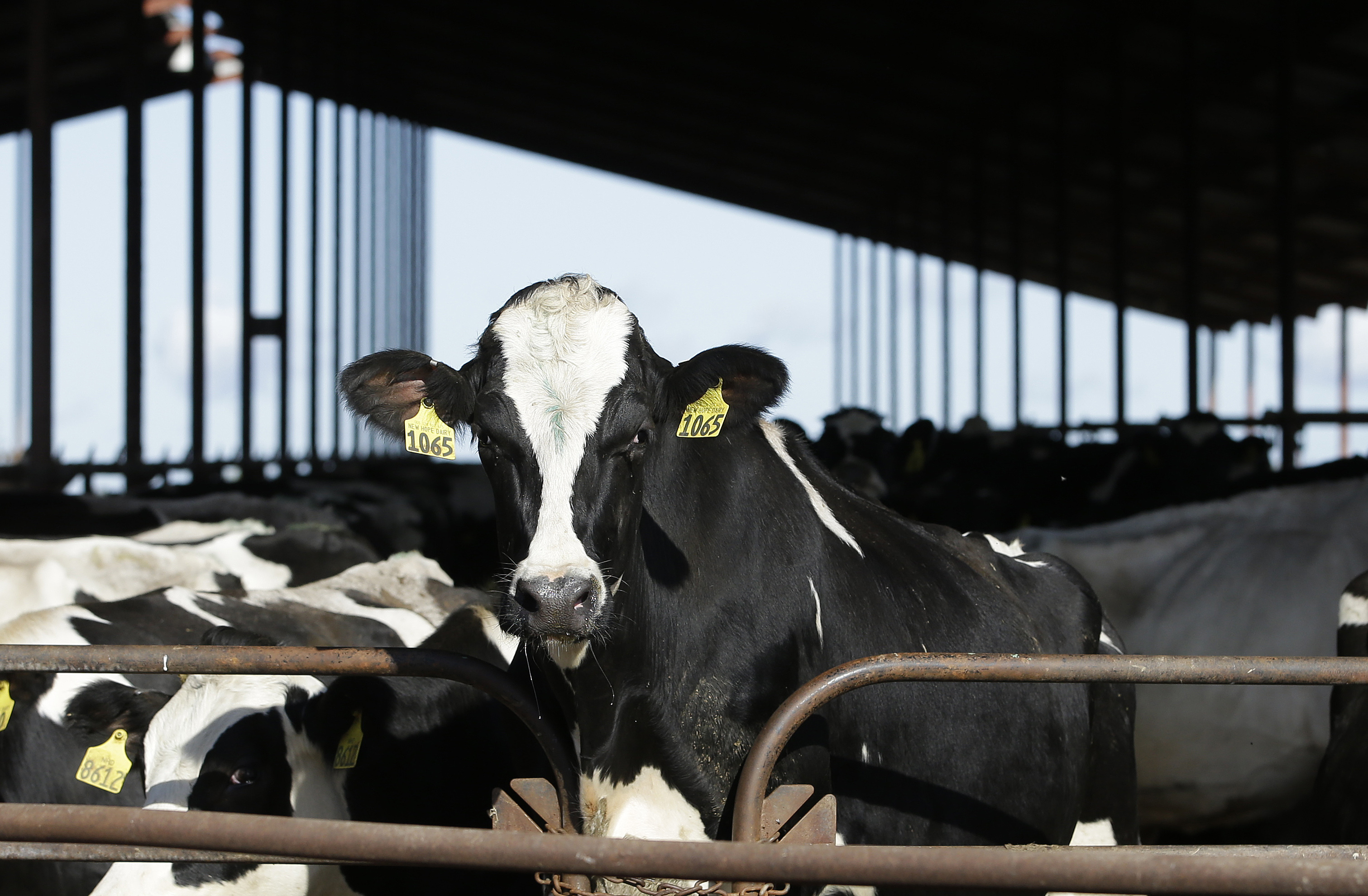 Bird flu concerns over U.S. dairy cattle growing. Here’s what to
know