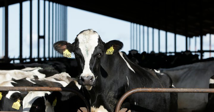 Епидемия от птичи грип заразяваща дойните крави в Съединените щати