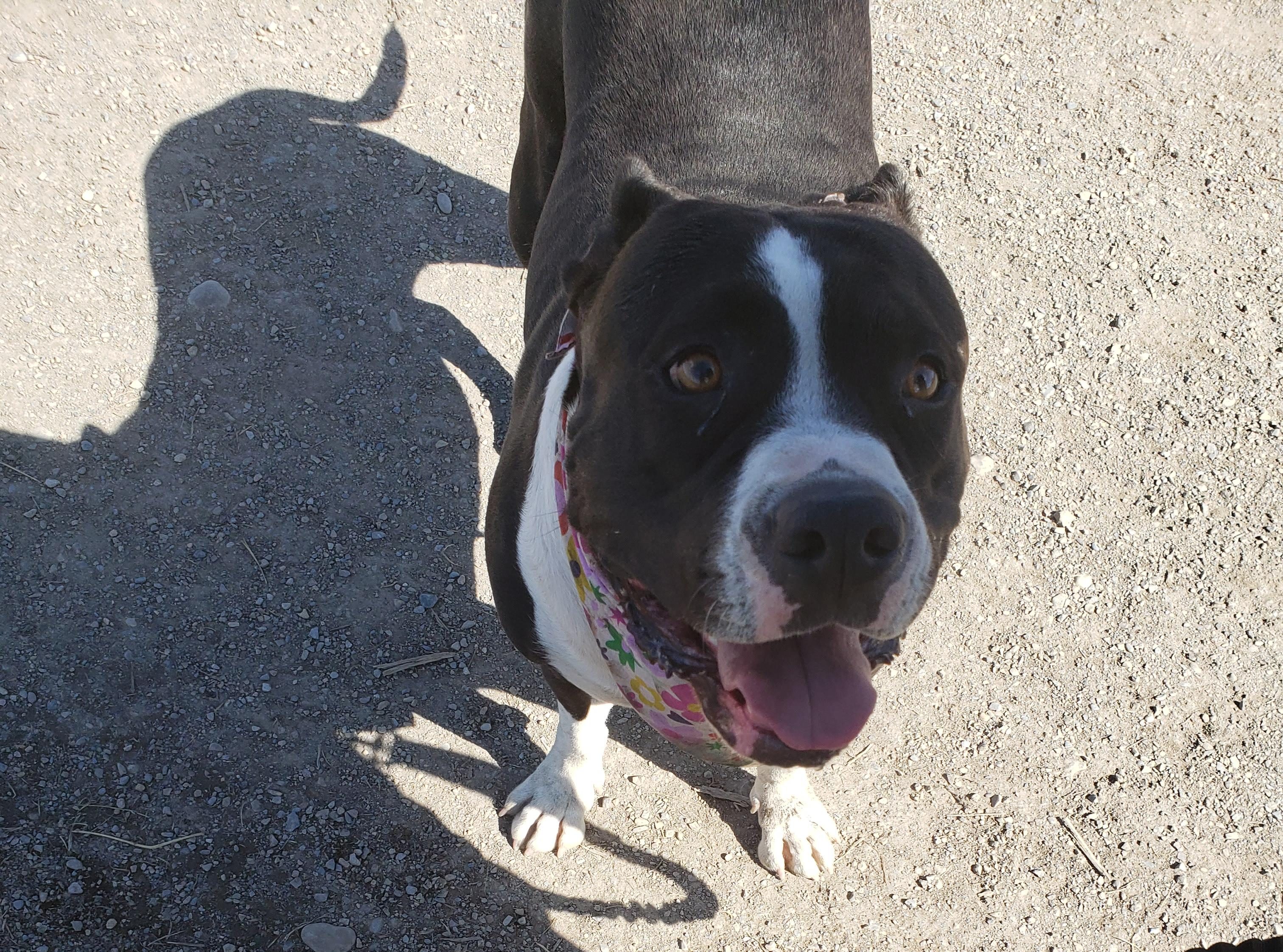 Полицията в Калгари се обръща към обществеността за да помогне