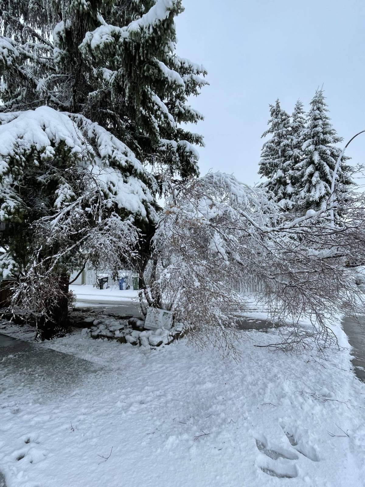 Broken branches on trees in Calgary Tuesday, April 30, 2024 due to heavy, wet snow.